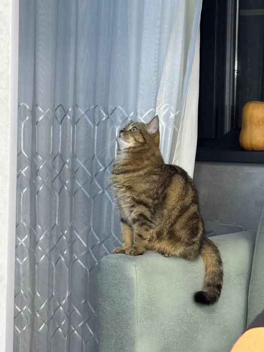 Srochno Mushugimmi tekinga Yaxshi qaridigan insonga beraman