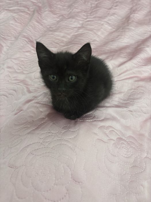 Марғау беріледі жақсы қолға