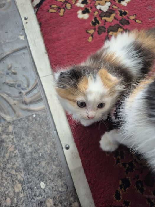 Котенок продам Шотланский