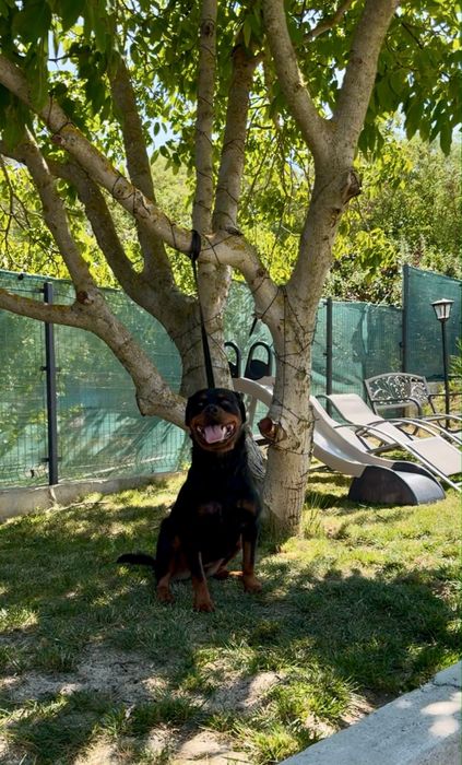 Femelă rottweiler ( Rotvailer )