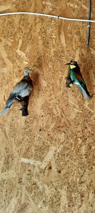 Păsări naturalizate (împăiate)