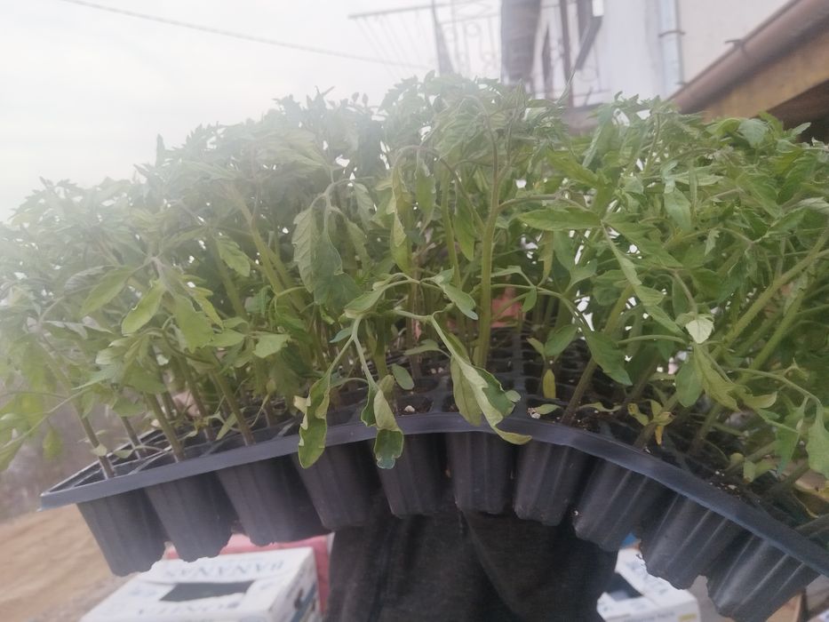 Висококачествен разсад от Родопите домати краставици и др.