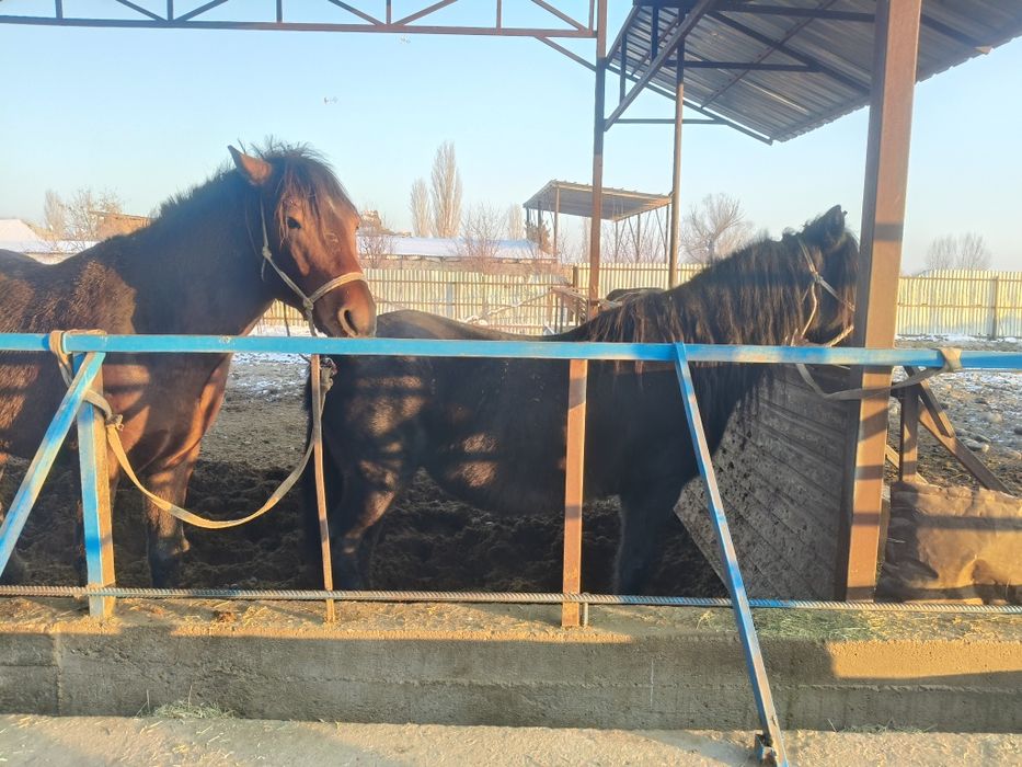 Ет, согым,соғым,жылкынын ети