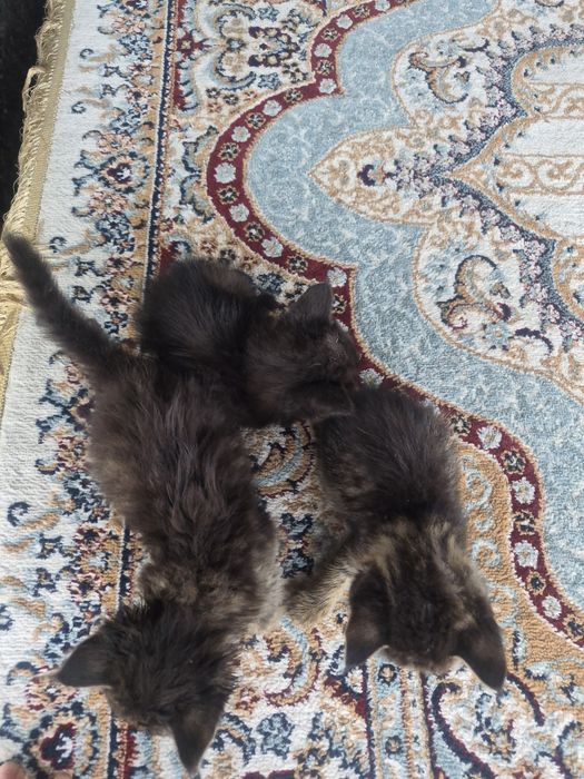 Отдам котят в добрые руки