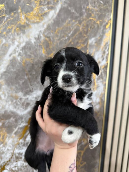 Отдам в добрые руки трёх щинят