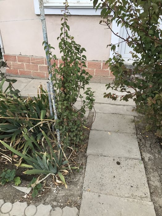 Молодые Саженцы Абрикос