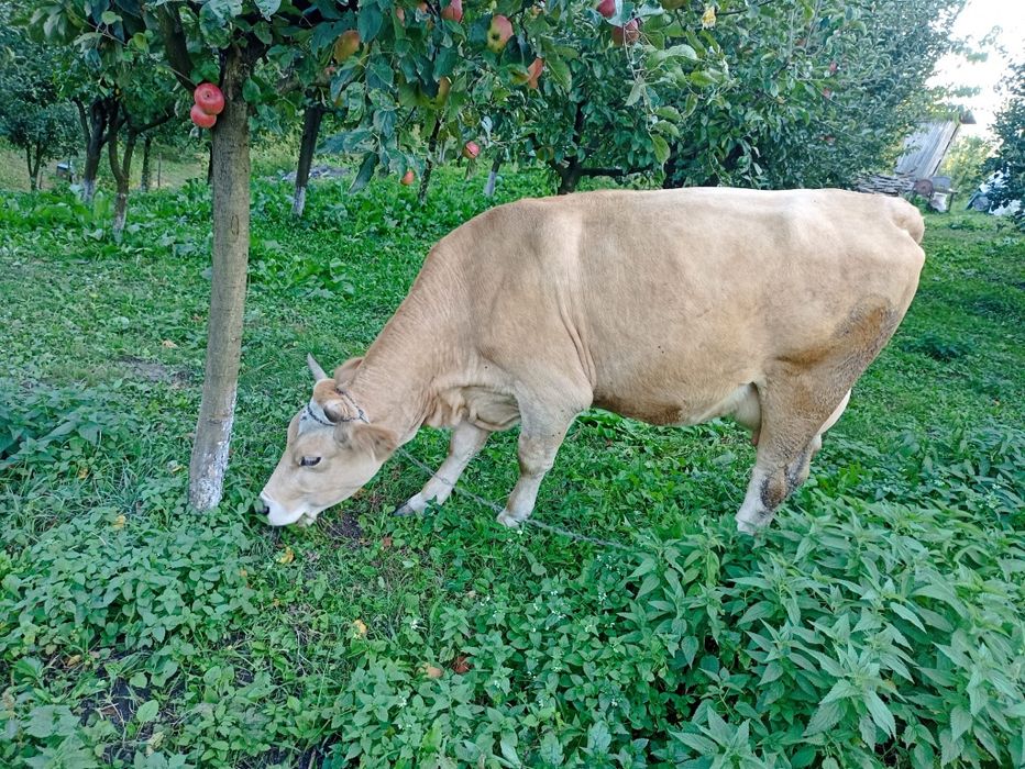 Vând vacă tânără brună de Maramureș