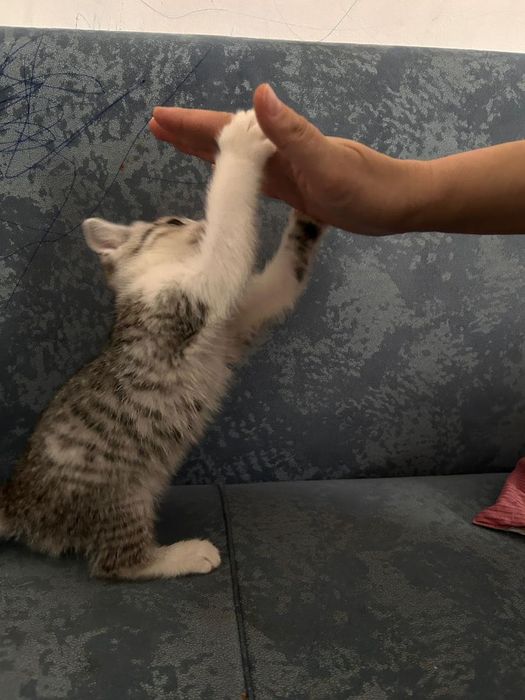 Котёнок милая девочка