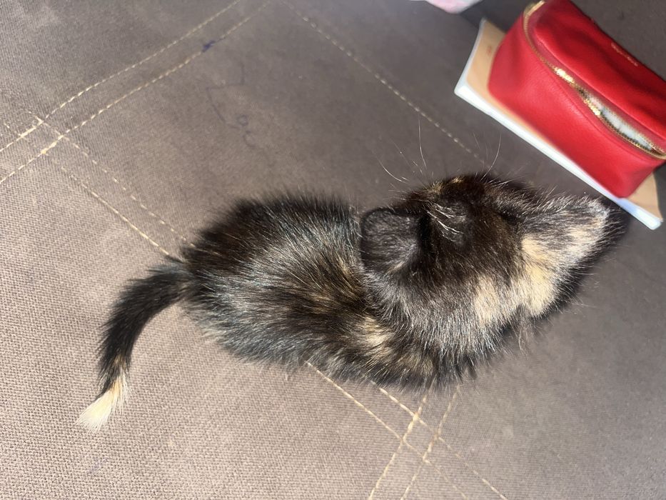 СРОЧНО! Котенок в добрые руки