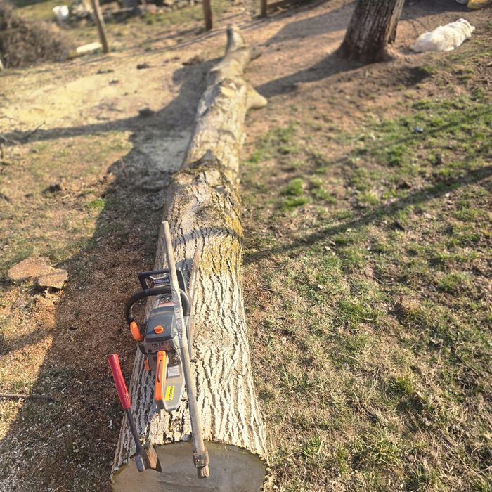 Trunchi de nuc de vanzare