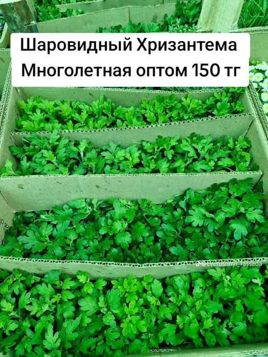 №1 Хрезентема гүлі