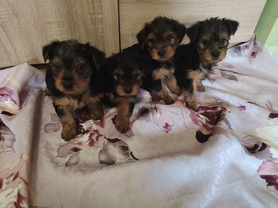 Йоркширски териер