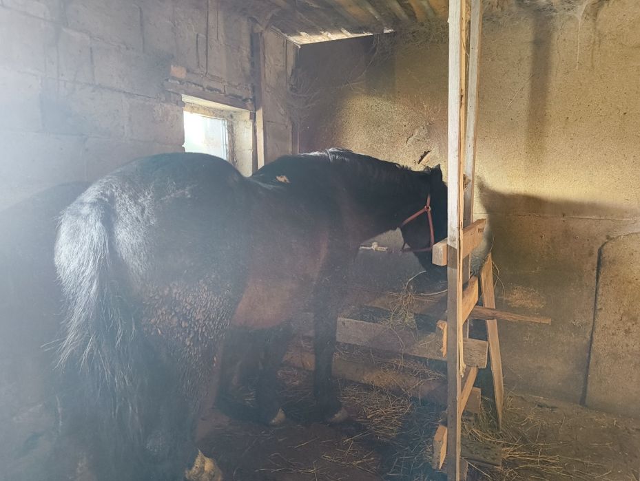 Кара байыр айгыр!