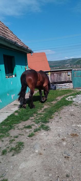 Vand cal de 2ani