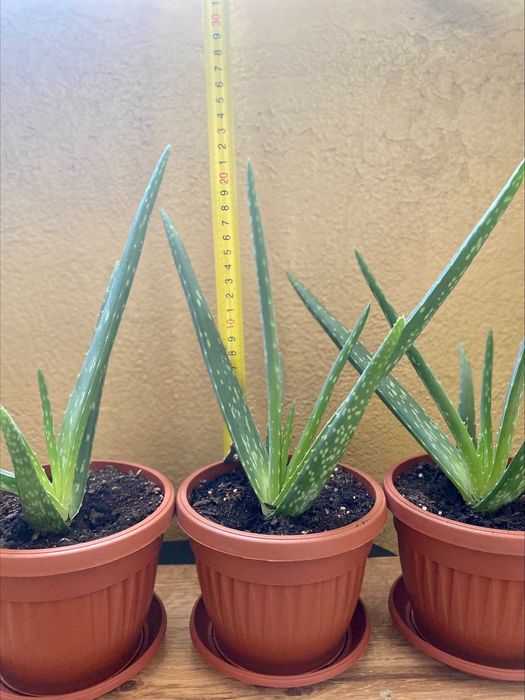 Алое вера - растение