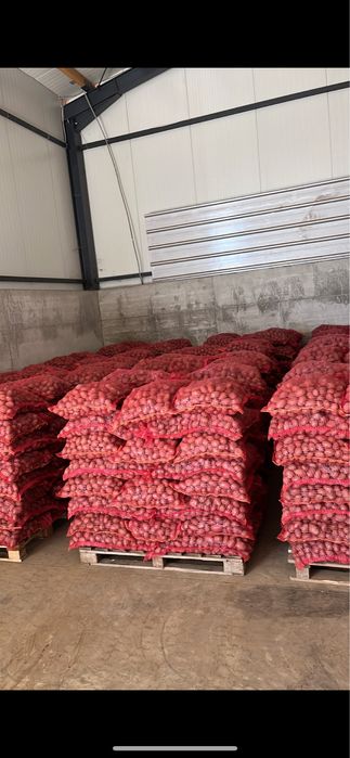 Cartofi samanta Esme