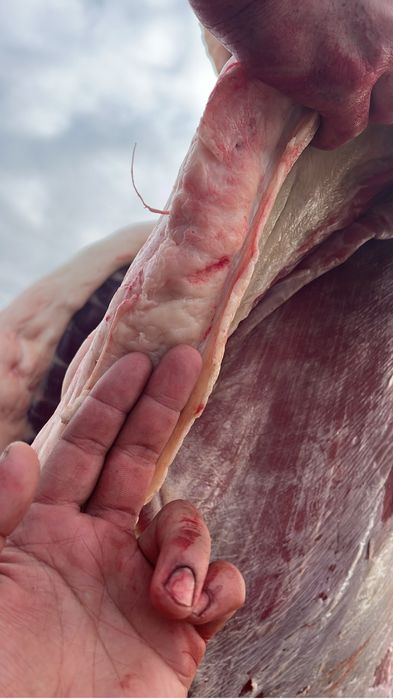 Мясо конины с откорма