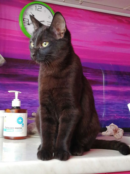 Когда Ночь Раскрывает Тайну (Мальчик 4,5 мес.)