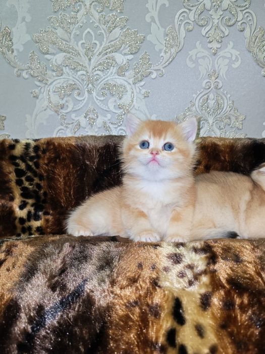 Золотая шиншилла котята