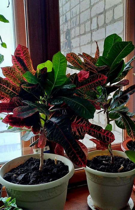 Продам фикусы разного сорта