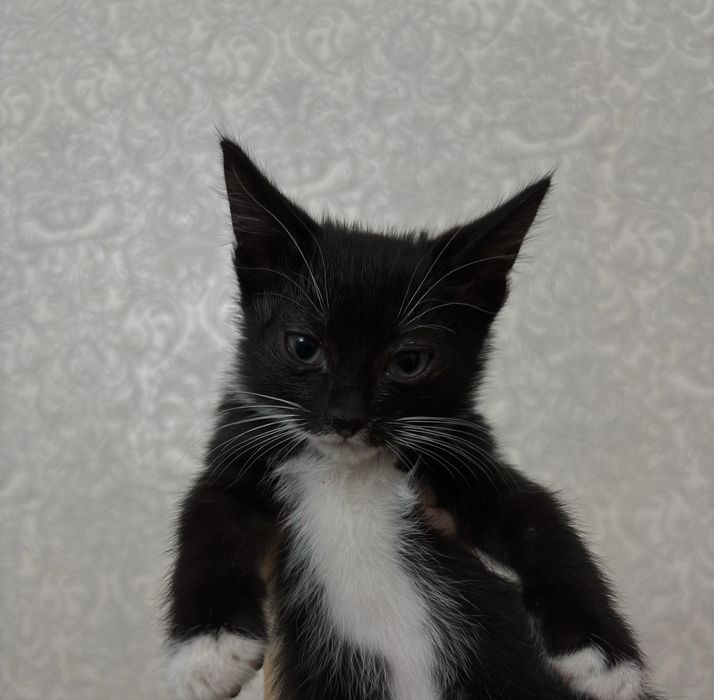 Котята ищут дом .