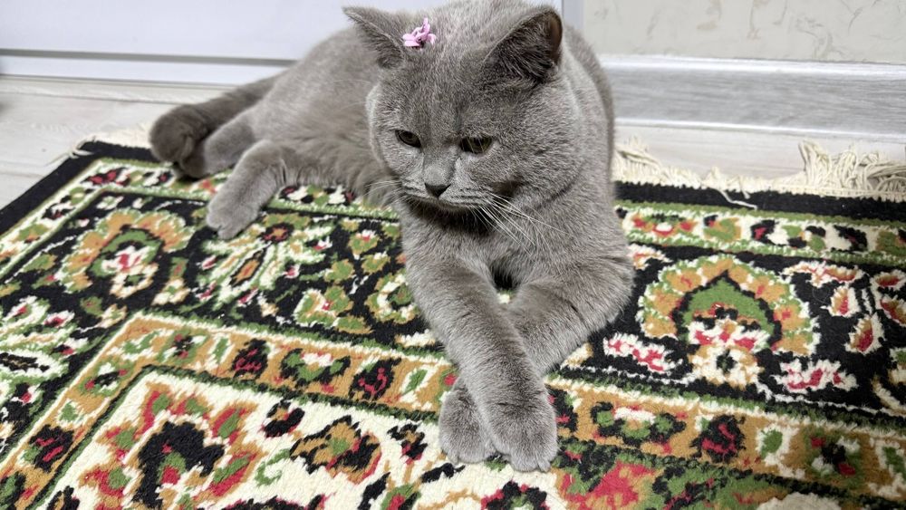 Scotish strayt mushuk