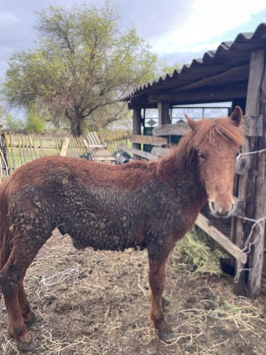 Тай тайынша.