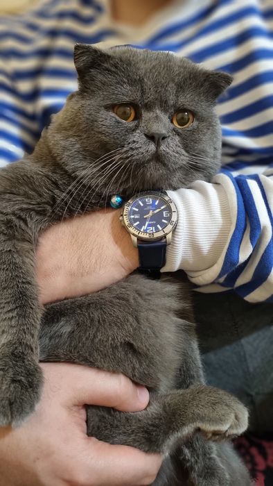 Вязка скотишфолд