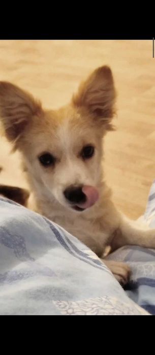 Отдам щенка в добрые руки