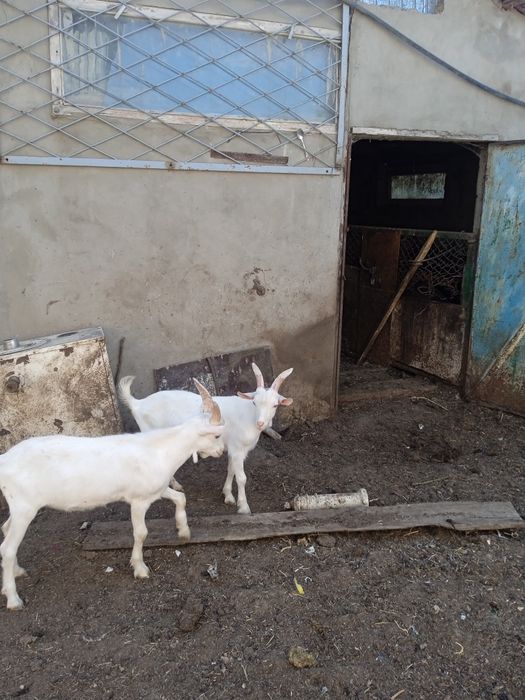 Козляты аненские