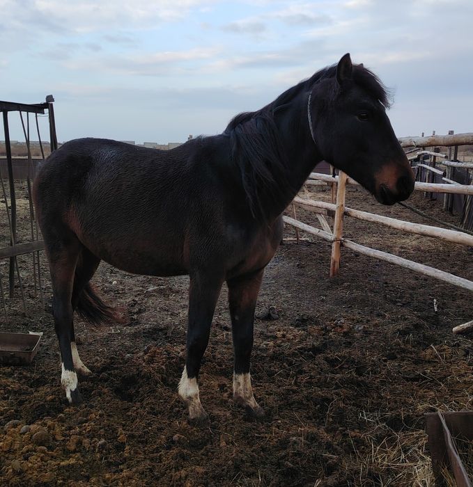 Продам жеребца 3 года