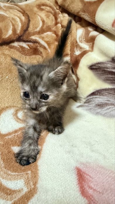 Вислоухие котята