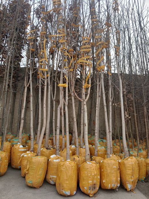 Kashtan va dekarativ arzon kochatlar mavjud 100%ishonchli