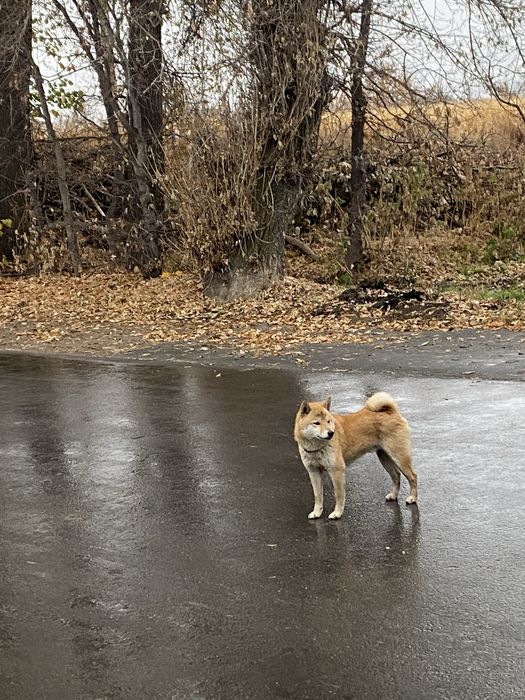 Вязка кабеля шибы Ину
