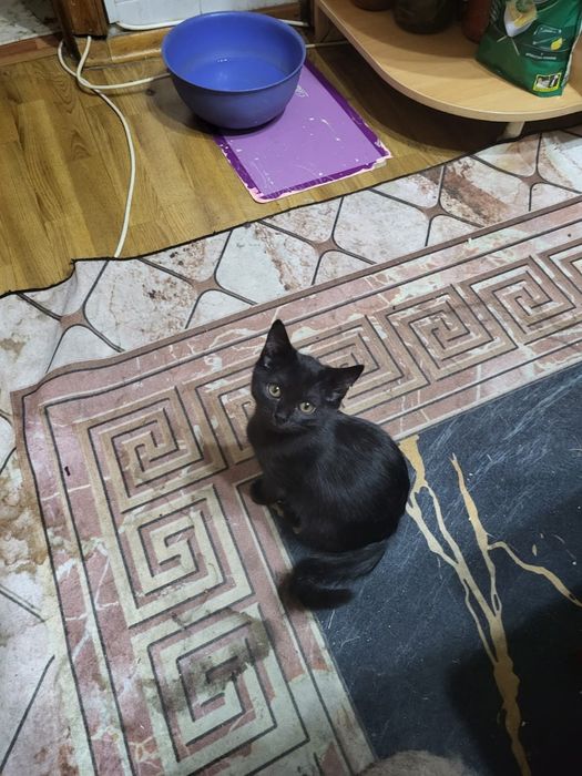 Отдаю хорошеньких котят