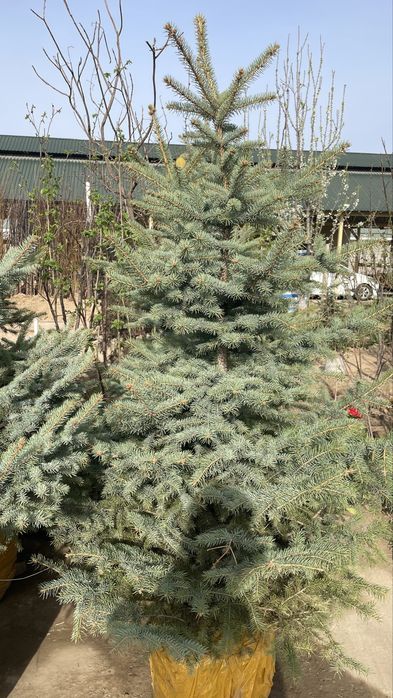 Голубая ель Елка