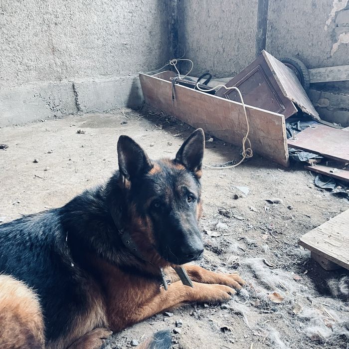 Собака собака овчаркаккк