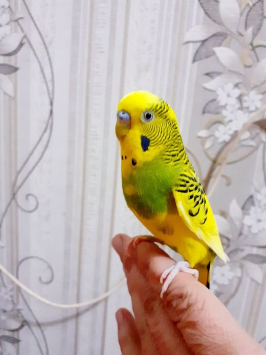 Канарейка попугай сотилади оптом арзон срочно