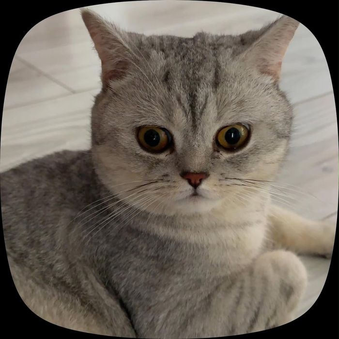 Продается кот ..