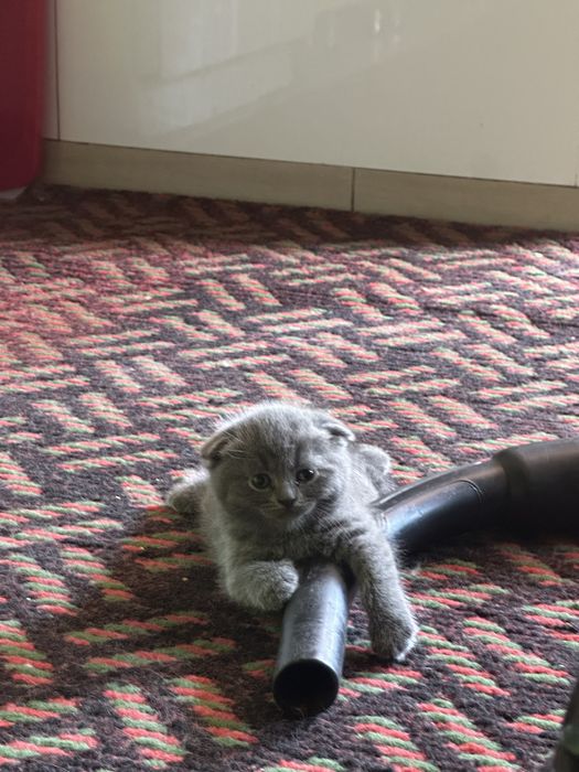 Скотиш фолд котята