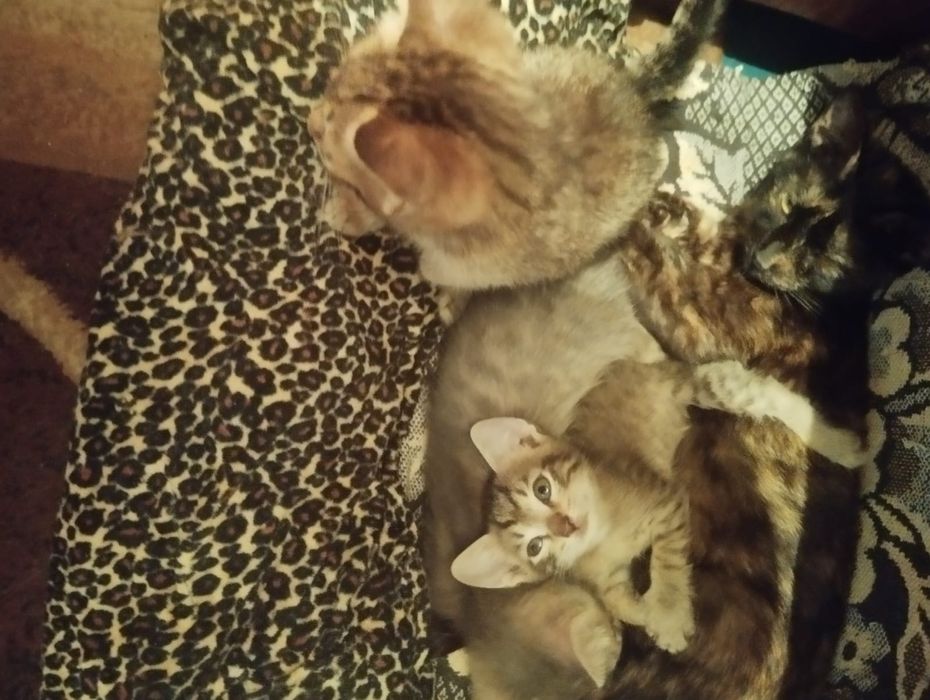 Котята, бесплатно.