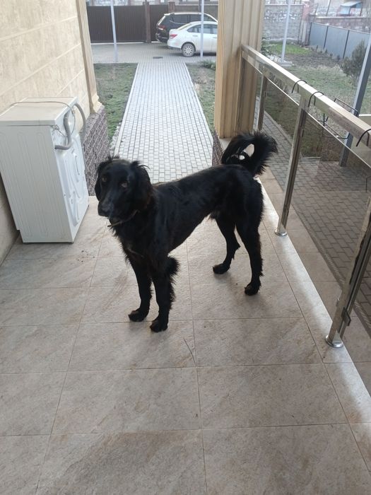 Продам собаку, тазы