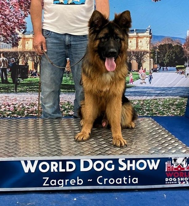 Mascul ciobanesc german cu par lung