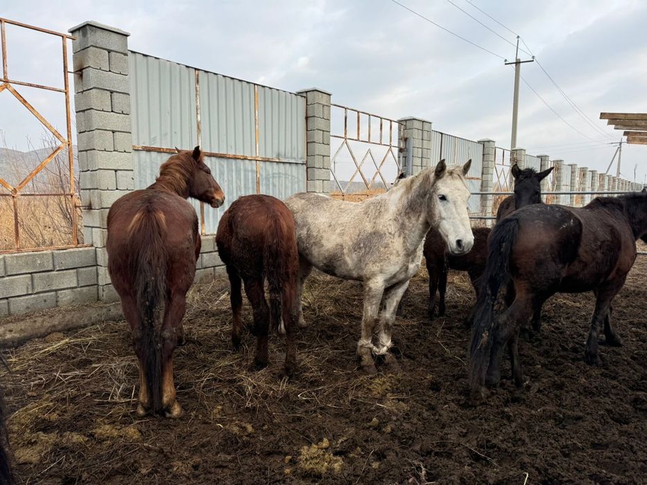 Продаются лошади