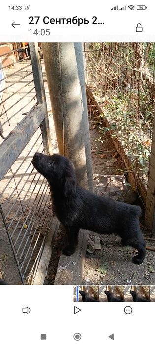 Продам щенков, метисы