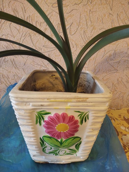 Комнатные цветы кливия из дома