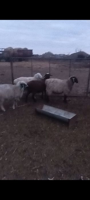 Продам баран токты в селе макинка