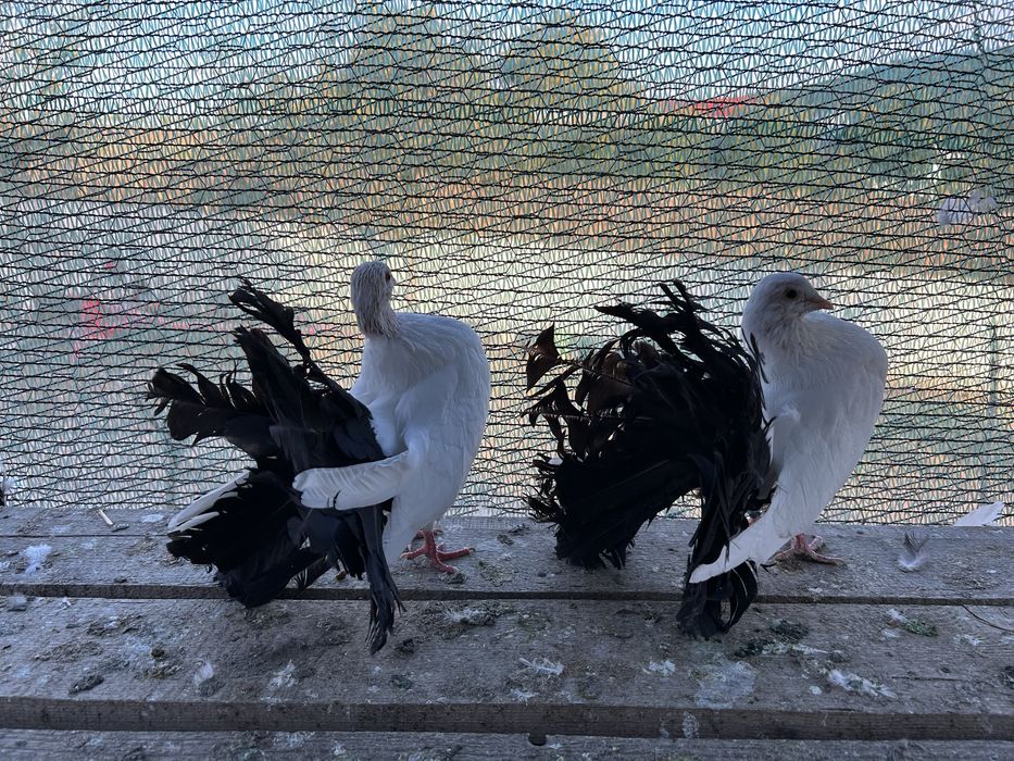 Porumbei rotati /voltati/curcani