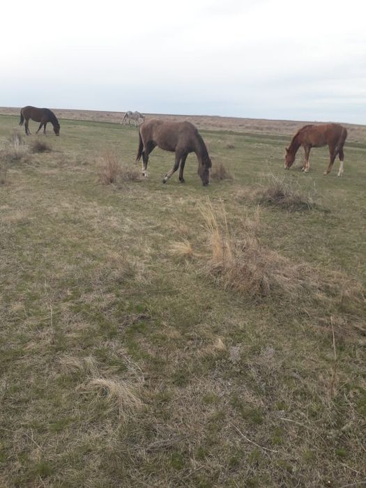 Продам кобылку 2 года