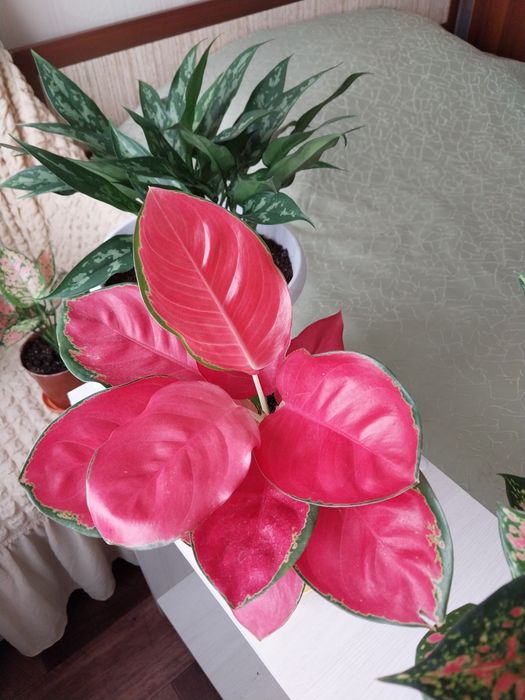 Аглаонема. Пересадки не требует